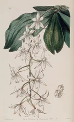 Aerangis biloba (als Syn. Angraecum bilobum)